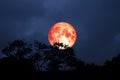 full red moon back over silhouette leaves on tree in night sky