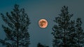 Full red moon back silhouettes of high pine trees in dark blue night sky, Scandinavian forest nearby Umea city, Northern Sweden Royalty Free Stock Photo