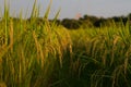 Full Rice ears in paddy field is ready to harvest Royalty Free Stock Photo