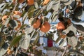 Golden persimmon trees