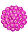 A full round made of several pink and purple flowers on a white background