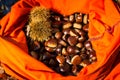 Full rucksack of ripe chestnuts