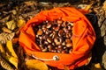 Full rucksack of ripe chestnuts Royalty Free Stock Photo