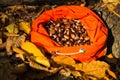 Full rucksack of ripe chestnuts Royalty Free Stock Photo