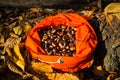 Full rucksack of ripe chestnuts Royalty Free Stock Photo