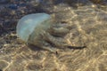 Full scene, huge Jellyfish under water sea and sand background Royalty Free Stock Photo