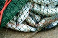 Full of sea fish in fishing net on the sandy beach Royalty Free Stock Photo