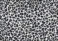 Seamless cheetah and leopard animal skin pattern vector. Design for gray black and white cheetah colored textile fabric printing Royalty Free Stock Photo