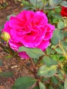 Rose is one of the most beautiful flowers