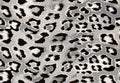 Seamless leopard cheetah animal skin pattern. Ornamental Silver Gray Design for women textile fabric printing. Royalty Free Stock Photo