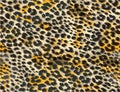 seamless leopard cheetah texture animal skin pattern. Gold color textile fabric print. Suitable for fashion use. Royalty Free Stock Photo