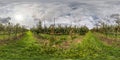 Full seamless spherical hdri panorama 360 degrees angle view on Apple orchard in equirectangular projection. VR AR content