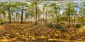 Full seamless spherical hdri panorama 360 degrees angle view in beautiful autumn forest or park with bright sun shining through