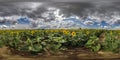 Full seamless spherical hdri panorama 360 degrees angle view among blooming sunflowers field in sunny summer with rainy clouds in