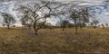 Full seamless spherical panorama 360 degrees angle view in apple garden orchard with clumsy and gnarled branches in late autumn in