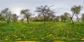 Full seamless spherical panorama 360 degrees angle view in blooming apple garden orchard with dandelions in equirectangular