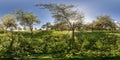 Full seamless spherical panorama 360 degrees angle view in blooming apple garden orchard with rays of evening sun through the