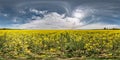 Full seamless spherical panorama 360 degrees angle view in n a field rapseed canola colza in equirectangular projection in sunny
