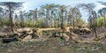 Full seamless spherical panorama 360 degrees angle view ruined abandoned military fortress of the First World War in pine forest