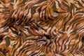 Full seamless wallpaper for zebra and tiger stripes animal skin pattern. Black and gold ornamental design Royalty Free Stock Photo