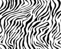 Full seamless wallpaper for zebra and tiger stripes animal skin pattern. Black and white design Royalty Free Stock Photo