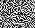 Full seamless wallpaper for zebra and tiger stripes animal skin pattern. Black and white design Royalty Free Stock Photo