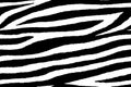 Seamless wallpaper for zebra and tiger stripes animal skin pattern. Black and white design for textile fabric printing. Royalty Free Stock Photo