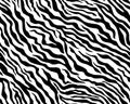 Full seamless wallpaper for zebra and tiger stripes animal skin pattern. Black and white design for textile fabric printing. Royalty Free Stock Photo