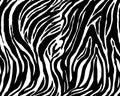 Full seamless wallpaper for zebra and tiger stripes animal skin pattern. Black and white design Royalty Free Stock Photo