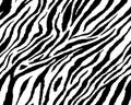 Full seamless wallpaper for zebra and tiger stripes animal skin pattern. Black and white design for textile fabric printing. Royalty Free Stock Photo