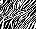 Full seamless wallpaper for zebra and tiger stripes animal skin pattern. Black and white design for textile fabric printing.