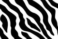 Seamless wallpaper for zebra and tiger stripes animal skin pattern. Black and white design for textile fabric printing. Royalty Free Stock Photo