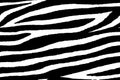 Seamless wallpaper for zebra and tiger stripes animal skin pattern. Black and white design for textile fabric printing. Royalty Free Stock Photo