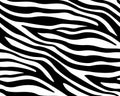 Full seamless wallpaper for zebra and tiger stripes animal skin pattern. Black and white design for textile fabric printing. Royalty Free Stock Photo