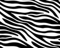 Full seamless wallpaper for zebra and tiger stripes animal skin pattern. Black and white design for textile fabric printing. Royalty Free Stock Photo