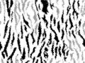 Full seamless zebra and tiger stripes animal skin pattern. Black and white design for textile fabric printing.