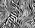 Full seamless zebra and tiger stripes animal skin pattern. Black and white design for textile fabric printing. Royalty Free Stock Photo