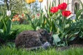 A lazy grey cat, relaxing in a flower bed between bright blooming tulips.