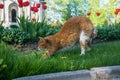 A lazy red cat, relaxing in a flower bed between bright blooming tulips.