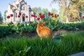 A lazy red cat, relaxing in a flower bed between bright blooming tulips.