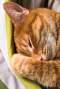 Close up of a relaxed red cat.
