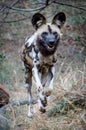 Full shot of African Wild Dog running