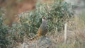 Full shot of cheer pheasant or Catreus wallichii or Wallich`s pheasant during winter migration on big rock in natural green