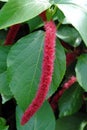 Red hot cat`s tail, also known as Philippine medusa