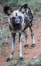 Full shot of African Wild Dog