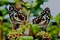 full shot of two lime butterflies on flower Royalty Free Stock Photo