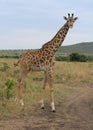 Full side profile of masai giraffe standing alert in the masai mara, kenya