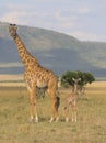 Full side view of mother and baby giraffe standing alert together in the wild savannah of the masai mara, Kenya Royalty Free Stock Photo