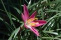 Full side view of pollen-laden colorful `Mexican Lily` in vivid Magenta with dark leaf background Royalty Free Stock Photo