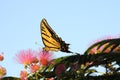 Full side view of Swallowtail Butterfly feeding Royalty Free Stock Photo